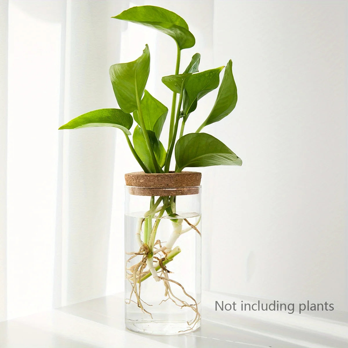 Hydroponic Glass Planter Vase – Desktop Plant Station