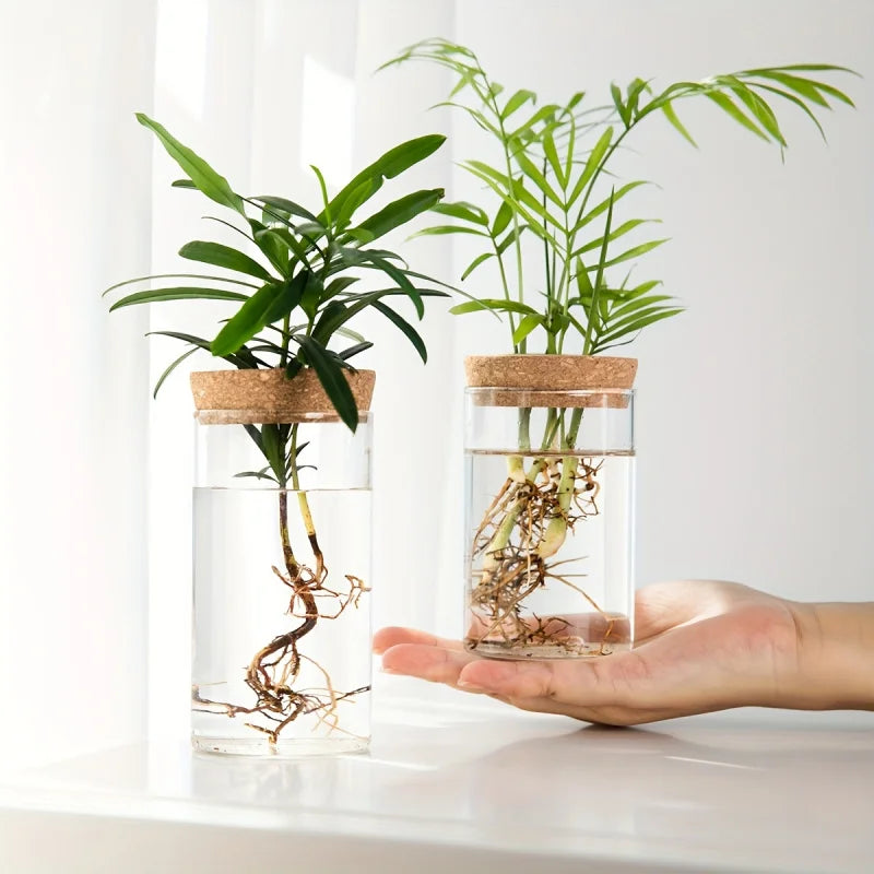 Hydroponic Glass Planter Vase – Desktop Plant Station