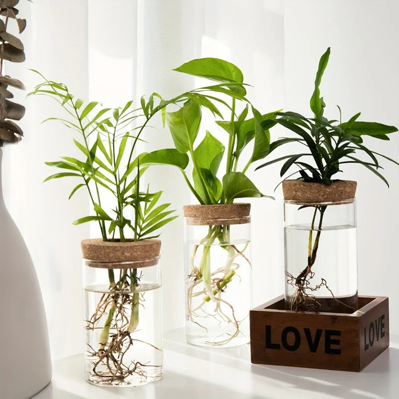 Hydroponic Glass Planter Vase – Desktop Plant Station